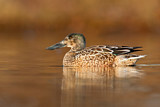 Image. Northern Shoveler