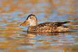 Image. Northern Shoveler