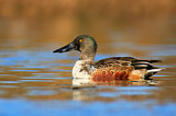 Image. Northern Shoveler