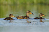 Image. Northern Shoveler
