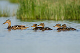 Image. Northern Shoveler