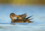 Image. Northern Shoveler