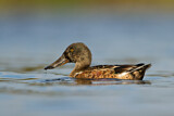 Image. Northern Shoveler