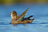 Image. Northern Shoveler
