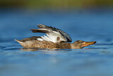 Image. Northern Shoveler