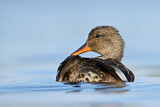 Image. Northern Shoveler