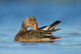 Image. Northern Shoveler