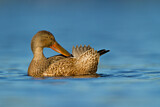 Image. Northern Shoveler