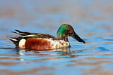 Image. Northern Shoveler