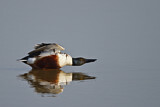 Image. Northern Shoveler