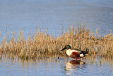 Image. Northern Shoveler