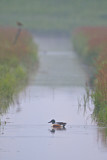 Image. Northern Shoveler