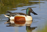 Image. Northern Shoveler