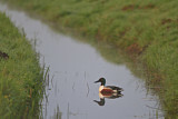 Image. Northern Shoveler