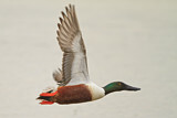 Image. Northern Shoveler