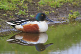 Image. Northern Shoveler