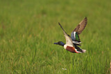 Image. Northern Shoveler