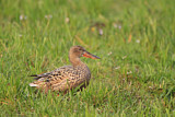 Image. Northern Shoveler