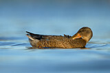 Image. Northern Shoveler