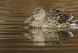 Image. Northern Shoveler