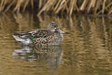 Image. Northern Shoveler