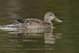 Image. Northern Shoveler