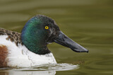 Image. Northern Shoveler
