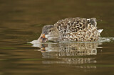 Image. Northern Shoveler