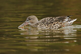 Image. Northern Shoveler