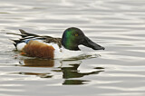 Image. Northern Shoveler