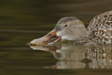Image. Northern Shoveler