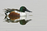 Image. Northern Shoveler
