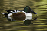 Image. Northern Shoveler