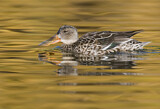 Image. Northern Shoveler