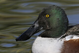 Image. Northern Shoveler