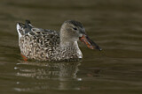 Image. Northern Shoveler