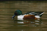 Image. Northern Shoveler