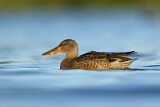 Image. Northern Shoveler