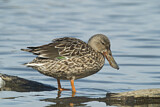 Image. Northern Shoveler