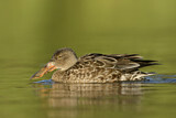 Image. Northern Shoveler