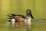 Image. Northern Shoveler