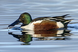 Image. Northern Shoveler