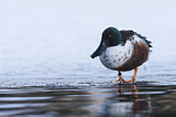 Image. Northern Shoveler
