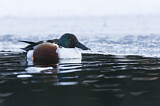 Image. Northern Shoveler