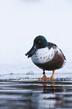 Image. Northern Shoveler