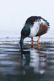 Image. Northern Shoveler