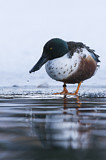 Image. Northern Shoveler