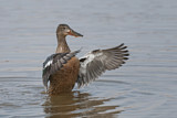 Image. Northern Shoveler