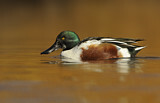 Image. Northern Shoveler
