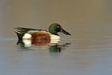 Image. Northern Shoveler